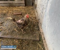 Sprzedam kwokę oraz kaczkę - Obrazek 1