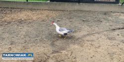 Sprzedam kwokę oraz kaczkę - Obrazek 2