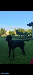 Czarny labrador do adopcji - Obrazek 2