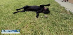 Czarny labrador do adopcji - Obrazek 3