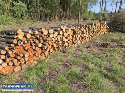 Drewno opałowe - Obrazek 3