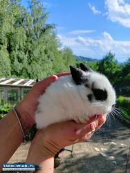 Króliki miniaturki - Obrazek 1