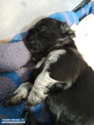 Oddam pieski shiatsu - Obrazek 1