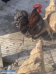 Kogut liliput oddam za darmo - Obrazek 1