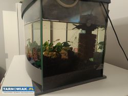 Akwarium z pompką i lampka 40x25x20 - Obrazek 3