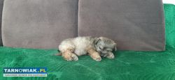 Shorkie - Obrazek 1