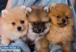 Szpic miniaturowy pomeranian - Obrazek 1