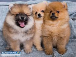 Szpic miniaturowy pomeranian - Obrazek 2