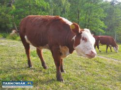 Jałówka Hereford - Obrazek 1
