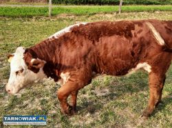 Jałówka Hereford - Obrazek 2
