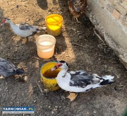 Sprzedam kaczora z kaczką - Obrazek 1