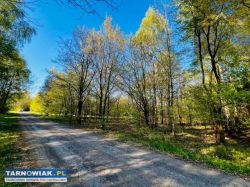 Działka przy lesie z WZ, Wojnicz - Obrazek 2