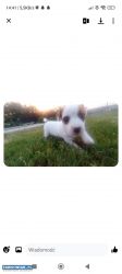 Jack Russell terrier - Obrazek 1