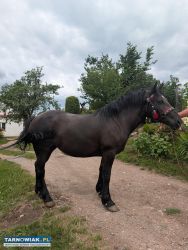 Sprzedam klacz - Obrazek 1