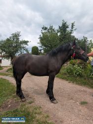 Sprzedam klacz - Obrazek 2