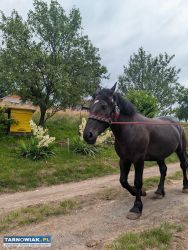 Sprzedam klacz - Obrazek 3
