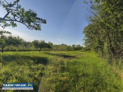 19 arów Szczepanowice - Obrazek 2