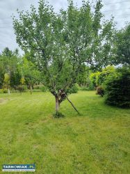Na sprzedaż działka ROD 301 m² - Obrazek 2