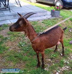 Koza z mlekiem - Obrazek 1