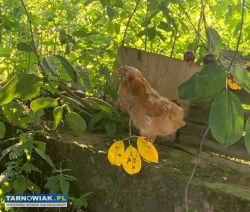 Sprzedam kurę arakuana - Obrazek 1
