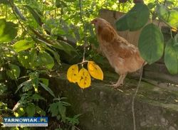 Sprzedam kurę arakuana - Obrazek 2