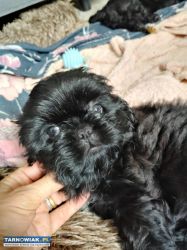 Sprzedam suczke Shih tzu - Obrazek 1