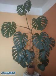 Piękna, duża monstera - Obrazek 1