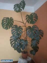Piękna, duża monstera - Obrazek 2