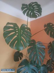 Piękna, duża monstera - Obrazek 3