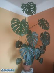Piękna, duża monstera - Obrazek 4
