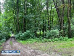 Działka z prywatnym lasem 1,34 ha Milówka, Wojnicz - Obrazek 4