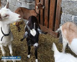 Kozy do dalszego chowu - Obrazek 2