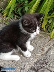Oddam kotka za darmo biało czarny - Obrazek 1