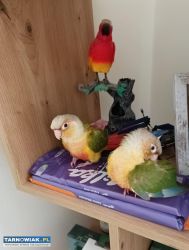 Rudosterki zielonolice pineapple - Obrazek 3