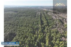 Stary las mieszany, Dębno, Perła - Obrazek 3