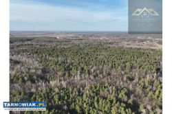 Stary las mieszany, Dębno, Perła - Obrazek 4