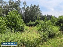 Działka zagrodowa z WZ własnym stawem – 37 arów - Obrazek 2