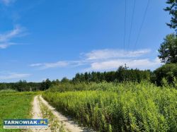 Działka budowlana 90 ar w Skrzynce, gmina Szczucin - Obrazek 2
