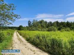 Działka budowlana 90 ar w Skrzynce, gmina Szczucin - Obrazek 4