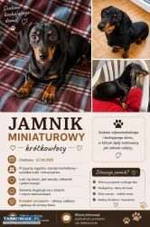 Jamnik miniaturowy krótkowłosy - Obrazek 1