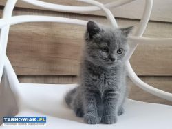 kocieta brytyjskie - Obrazek 3