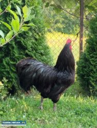 Kogut australorp - Obrazek 1