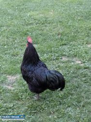 Kogut australorp - Obrazek 2