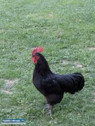 Kogut australorp - Obrazek 3
