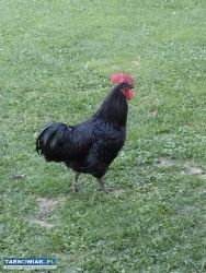Kogut australorp - Obrazek 4