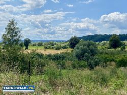 Las z działką rolną Janowice - Obrazek 1