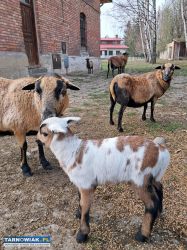 Sprzedam pilnie - Obrazek 2