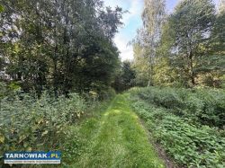 Działki budowlane w leśnym otoczeniu - Obrazek 1