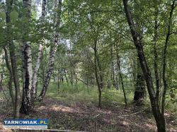 Działki budowlane w leśnym otoczeniu - Obrazek 4