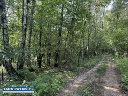 Działki budowlane w leśnym otoczeniu - Obrazek 2